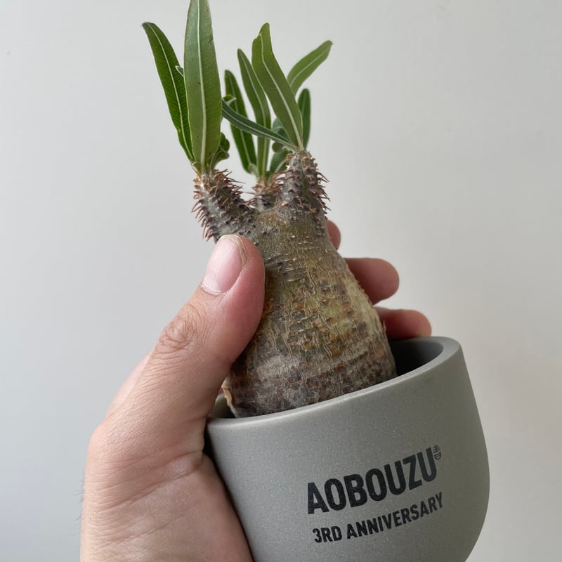 グラキリス＆aobouzu aobouzu VALIEM 鉢 青坊主 グラキリス パキプス