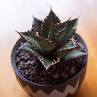 新着】Agave OTEROI SICILIANA【最高の国内TC苗】アガベ オテロイ シチ