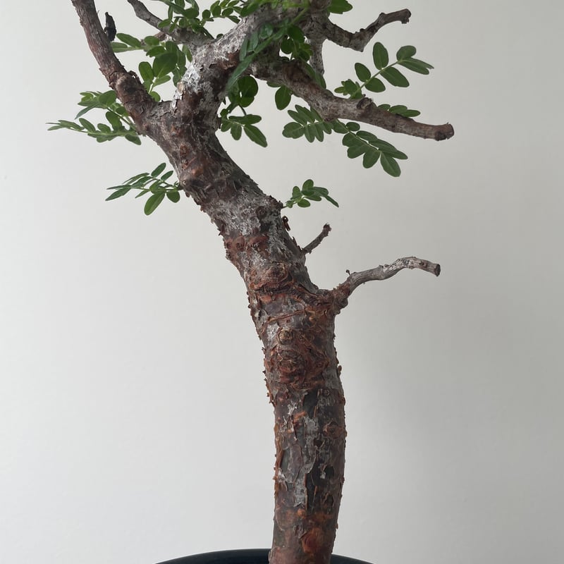 新着】Commiphora monstruosa 【最高な盆栽コーデックス】コミフォラ モン...