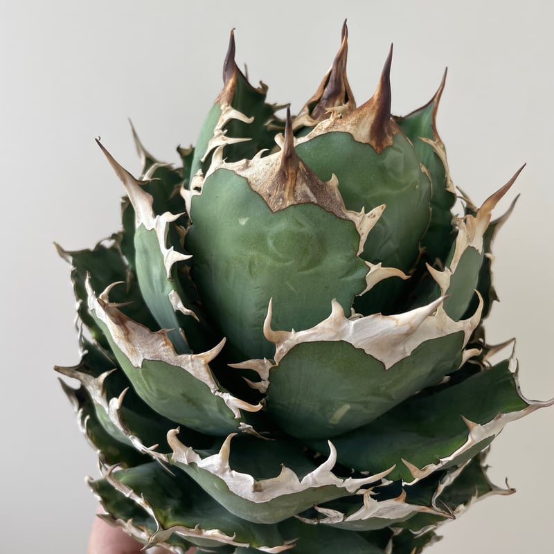 【最終値下げ】Agave titanota アガベチタノタ 極選株 アガベ・チタノタ 萬代 X 厳竜（寛版刺）｜agave titanota×lophantha（ アガベ