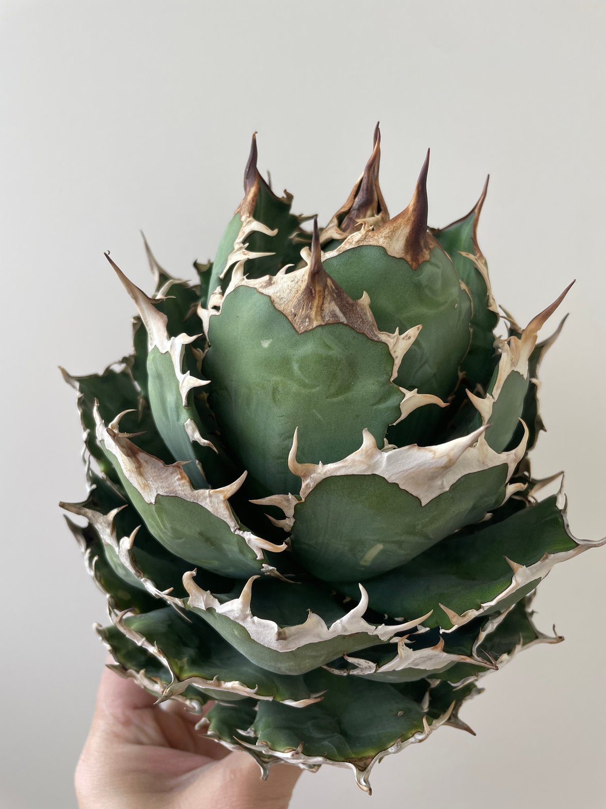 新着・極上逸品】Agave titanota No name【イタリアからの選抜・ボール