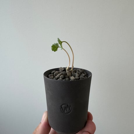 【新着】Pelargonium mirabile × GHOST WARP【冬型コーデックス】 ペラルゴニウム ミラビレ