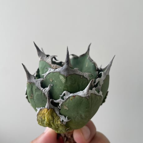 CATEGORY アガベ -agave- | 青坊主-aobouzu- | 塊根植物と現代アート