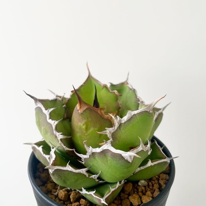 新着】Agave titanota seeding 2020 December 【新潟産アガ