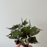 新着】Agave titanota Hades 1【台湾・TONYトニー】アガべ チタノタ
