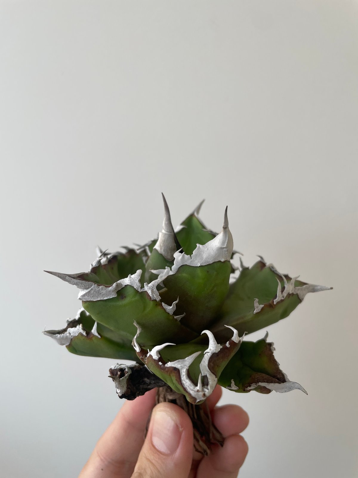新着】Agave titanota whitefire 2【台湾・TONYトニー】アガべ チ 新着】Agave titanota whitefire 2【台湾・TONYトニー】アガべ チ