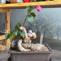 青坊主3周年記念グラ専鉢【VALIEM別注】 | 青坊主-aobouzu- | 塊根植物