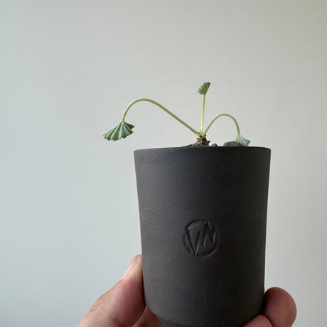 【新着】Pelargonium mirabile × GHOST WARP【冬型コーデックス】 ペラルゴニウム ミラビレ