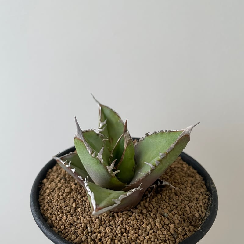 新着】Agave titanota【イカつすぎる選抜実生・タグ落ち株