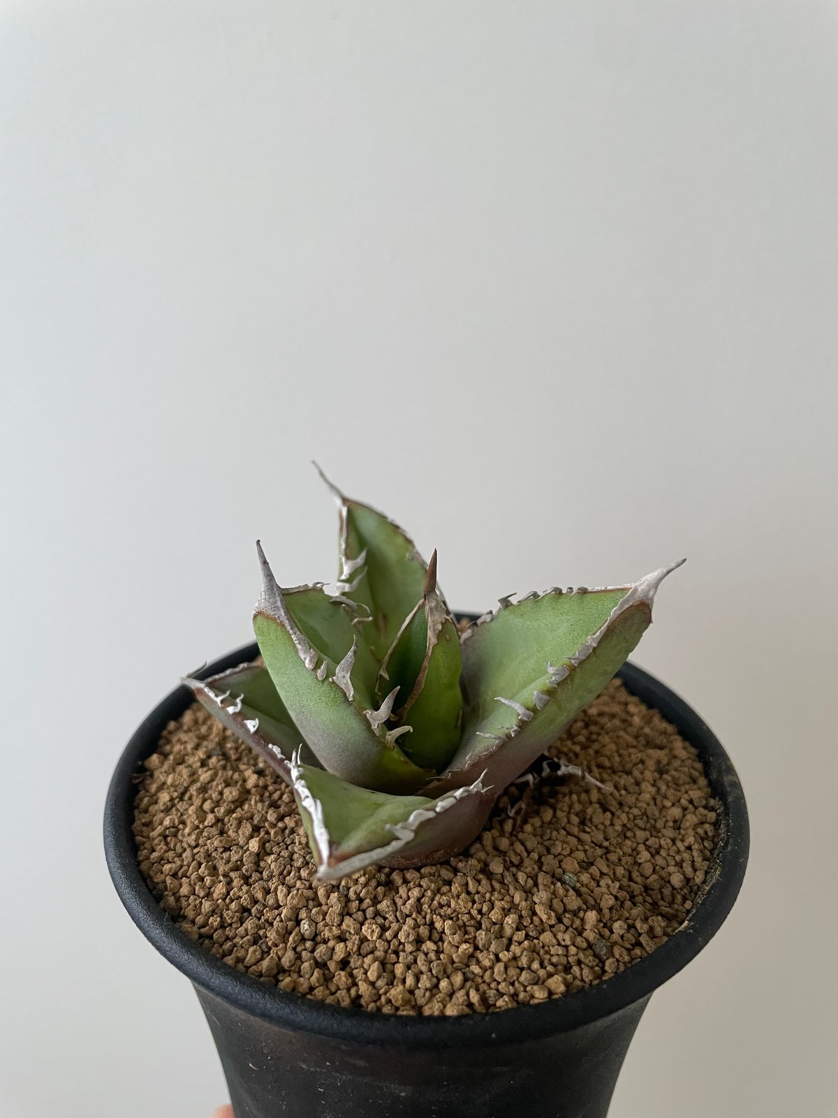 新着】Agave titanota【イカつすぎる選抜実生・タグ落ち株】 アガベ
