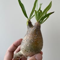 青坊主3周年記念グラ専鉢【VALIEM別注】 | 青坊主-aobouzu