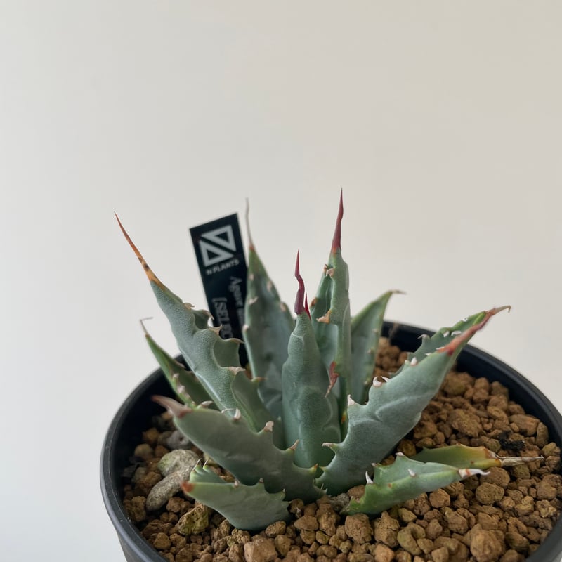 新着】Agave Utahensis utahensis 【N PLANTS産の極上苗】 ア