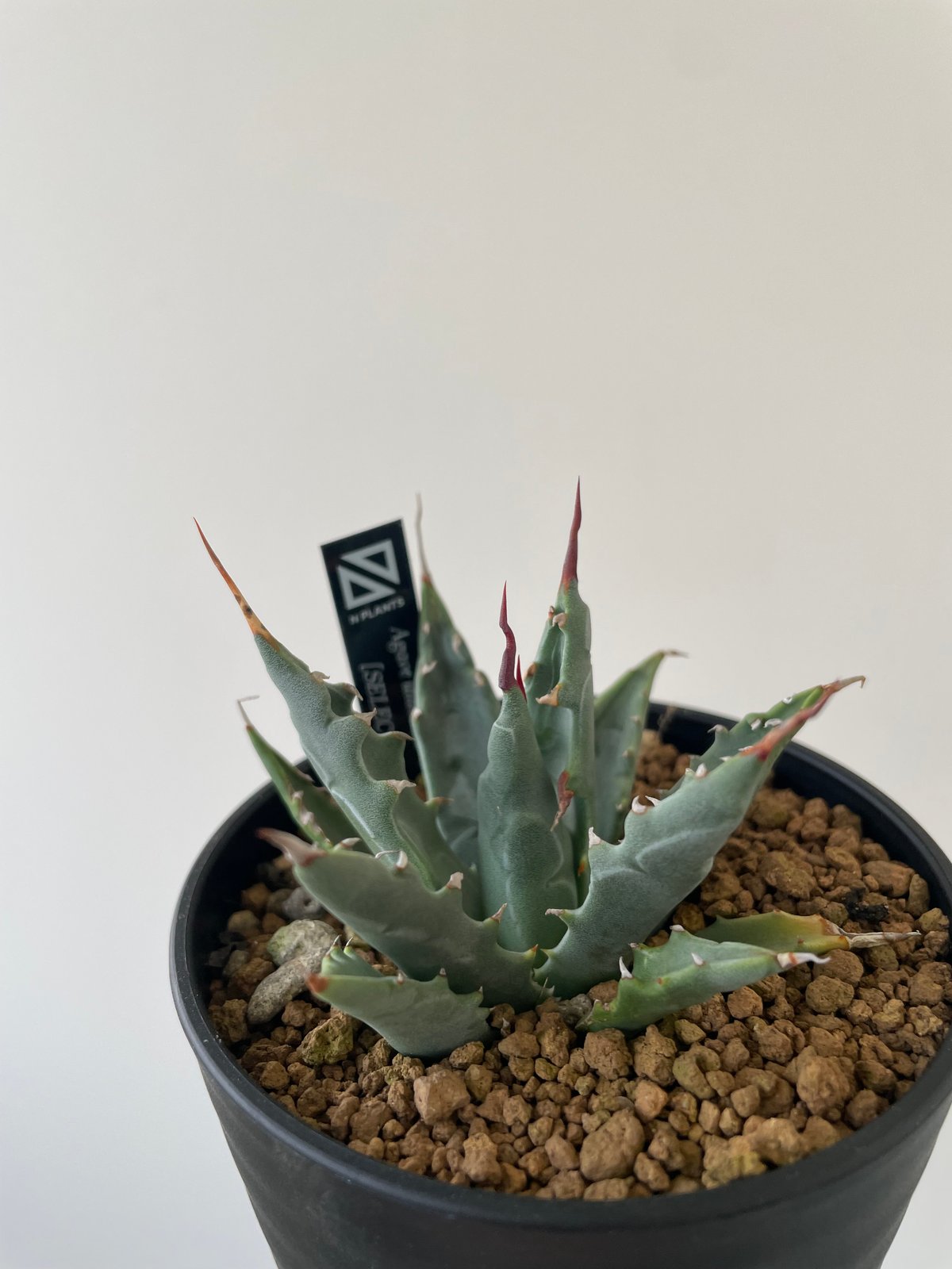 新着】Agave Utahensis utahensis 【N PLANTS産の極上苗】 ア