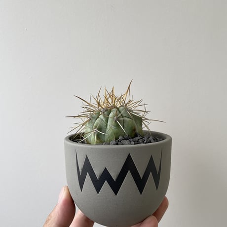 しげちー様専用 コピアポア ハセルトニアナ 逆鱗丸 カキコ 希少