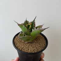 Agave titanota キャンサー　CANCER アガベ　チタノタ Yahoo!オークション - アガベ チタノタ キャンサー agave