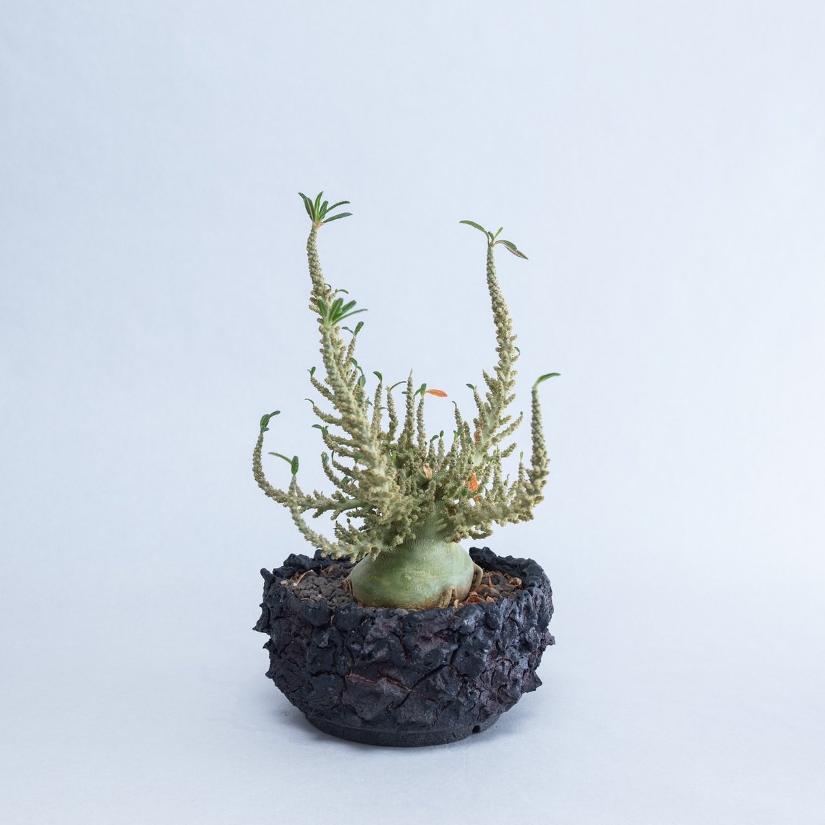 極上品】Dorstenia gigas f. bullata【ギガスの最高峰