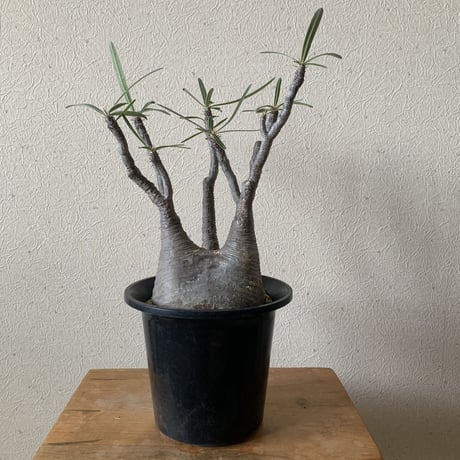 【発根済み】塊根植物の王道 パキポディウム グラキリス２【大きめサイズ感】