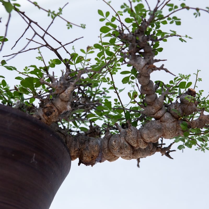大株 灌木系 塊根植物 コミフォラ エイルCommiphora sp.Eyl 大株 灌木系 塊根植物 コミフォラ エイルCommiphora sp.Eyl