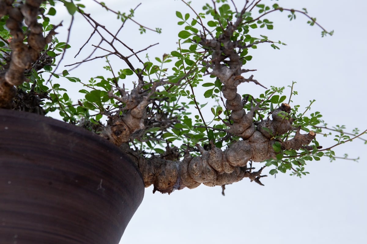 特大】Commiphora Eyl【最高の灌木コーデックス】コミフォラ