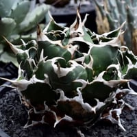 アガベ スーパーチタノタ　Agave super titanota アガベ・スーパーチタノタを手に入れた！ | すごいグリーン