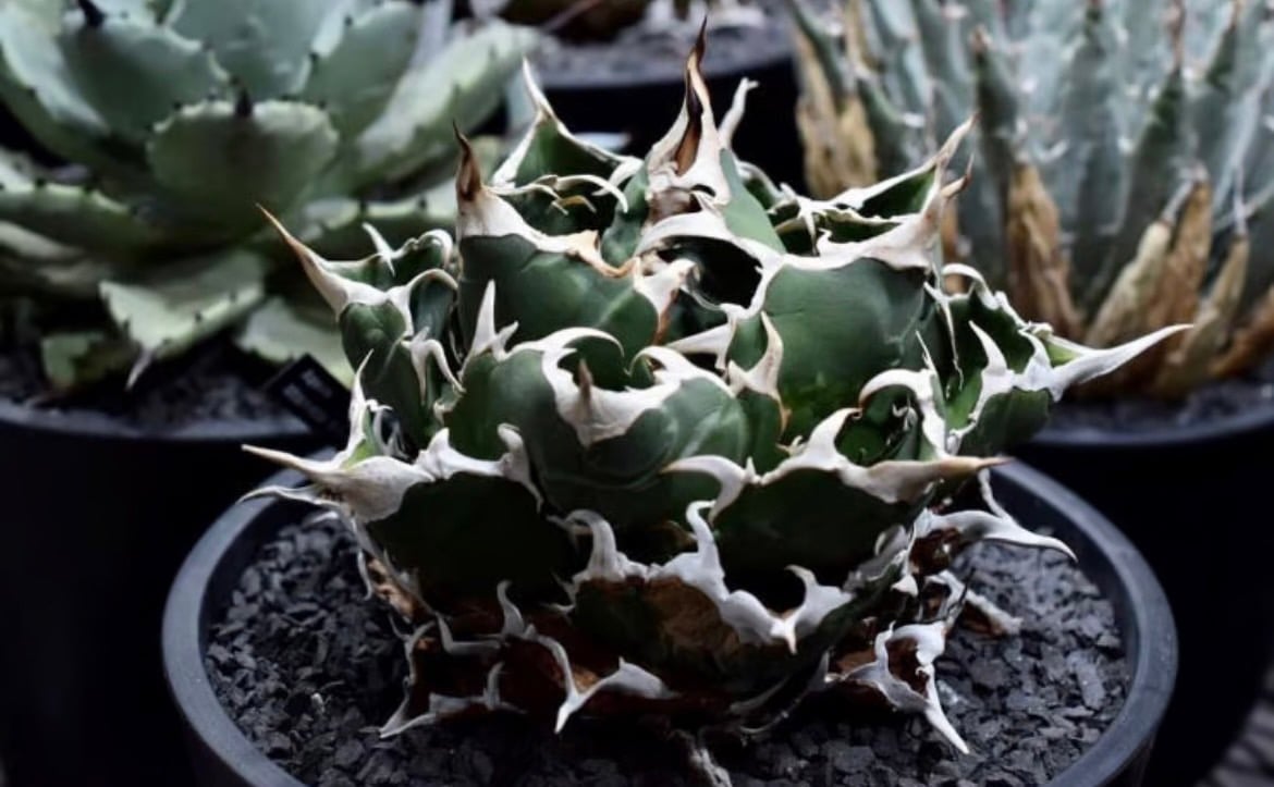 Kein】プランツタグ（100本） アガベ チタノタ 白鯨 パキプス Kein