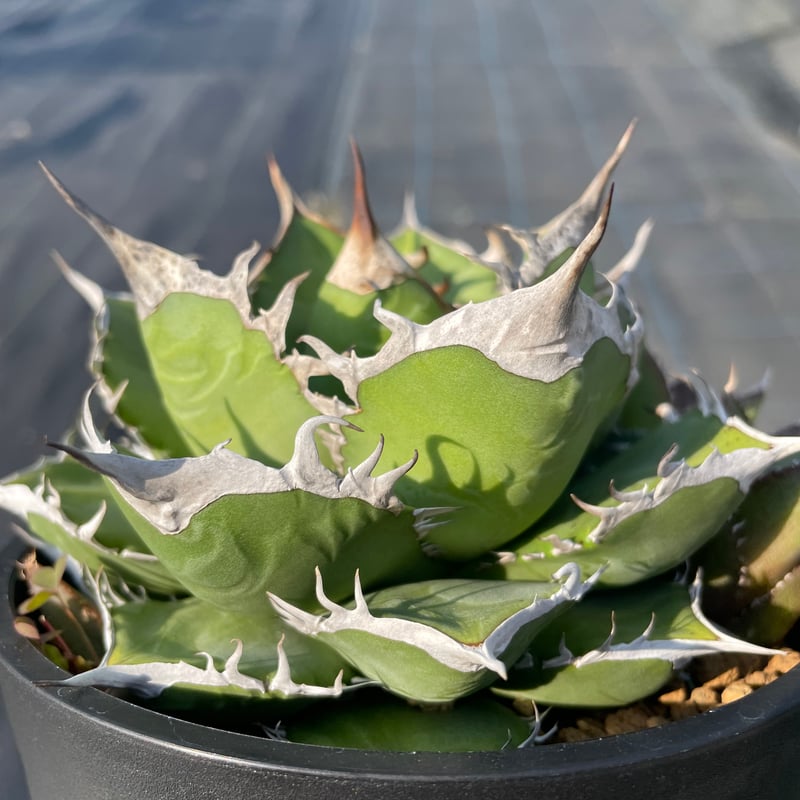 アガベ チタノタ ノーネーム オテロイ 新着】Agave titanota NO