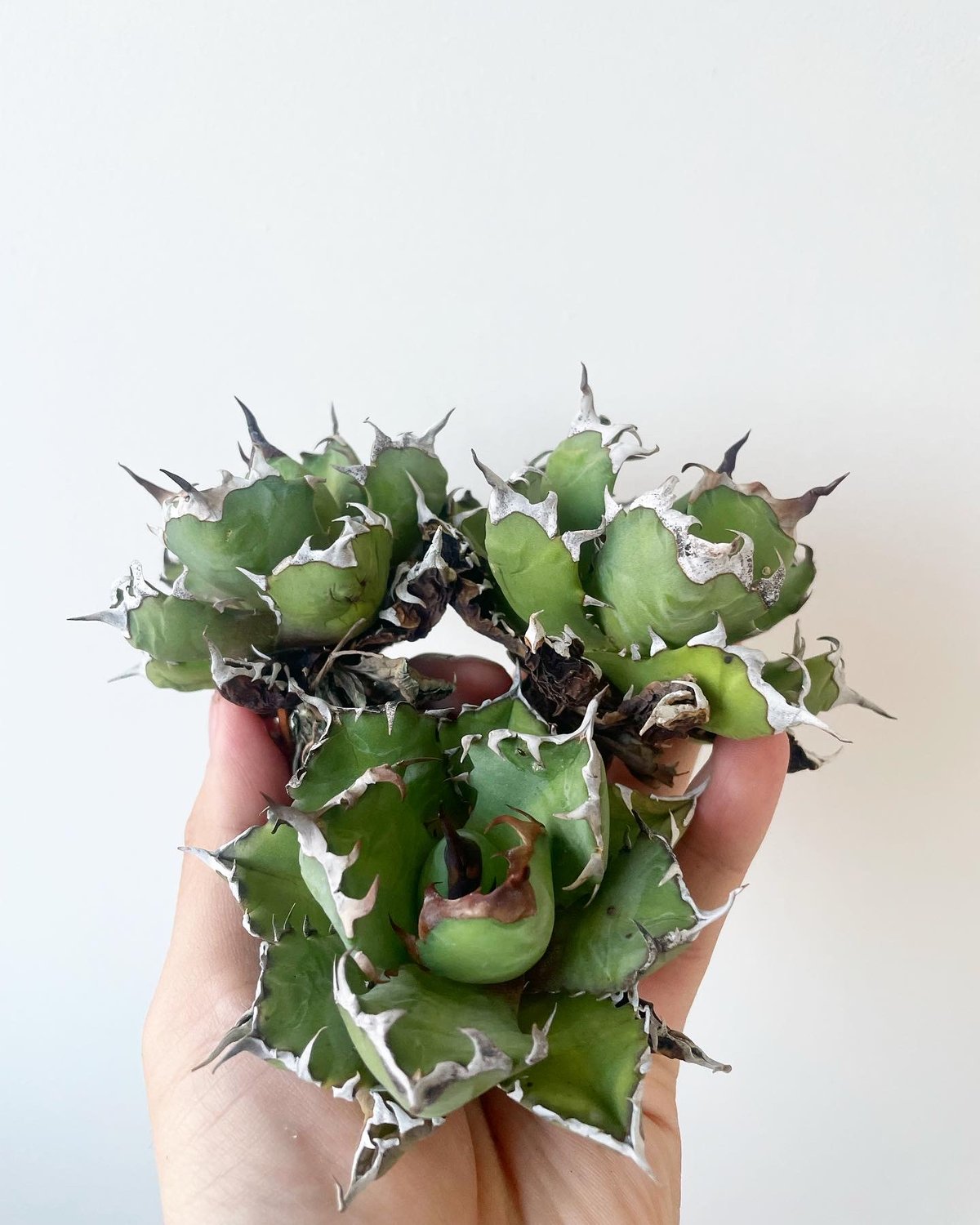 アガベ チタノタ 姫厳竜 覆輪 縦割り 子株20株 写真3枚目を