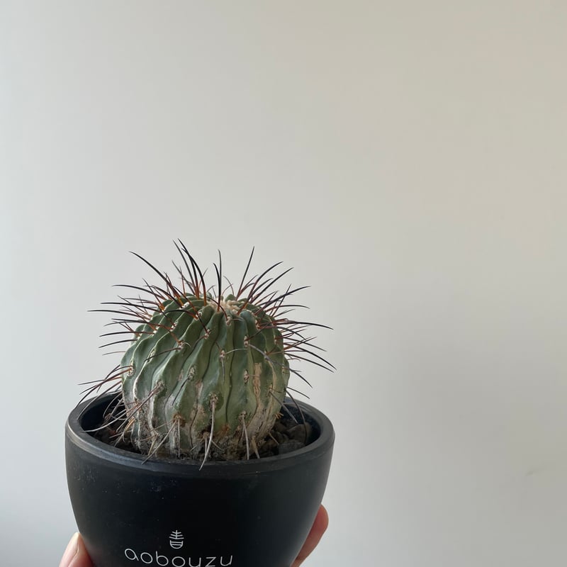 新着】Copiapoa cinerea v. dealbata【黒士冠 】 コピアポア デア