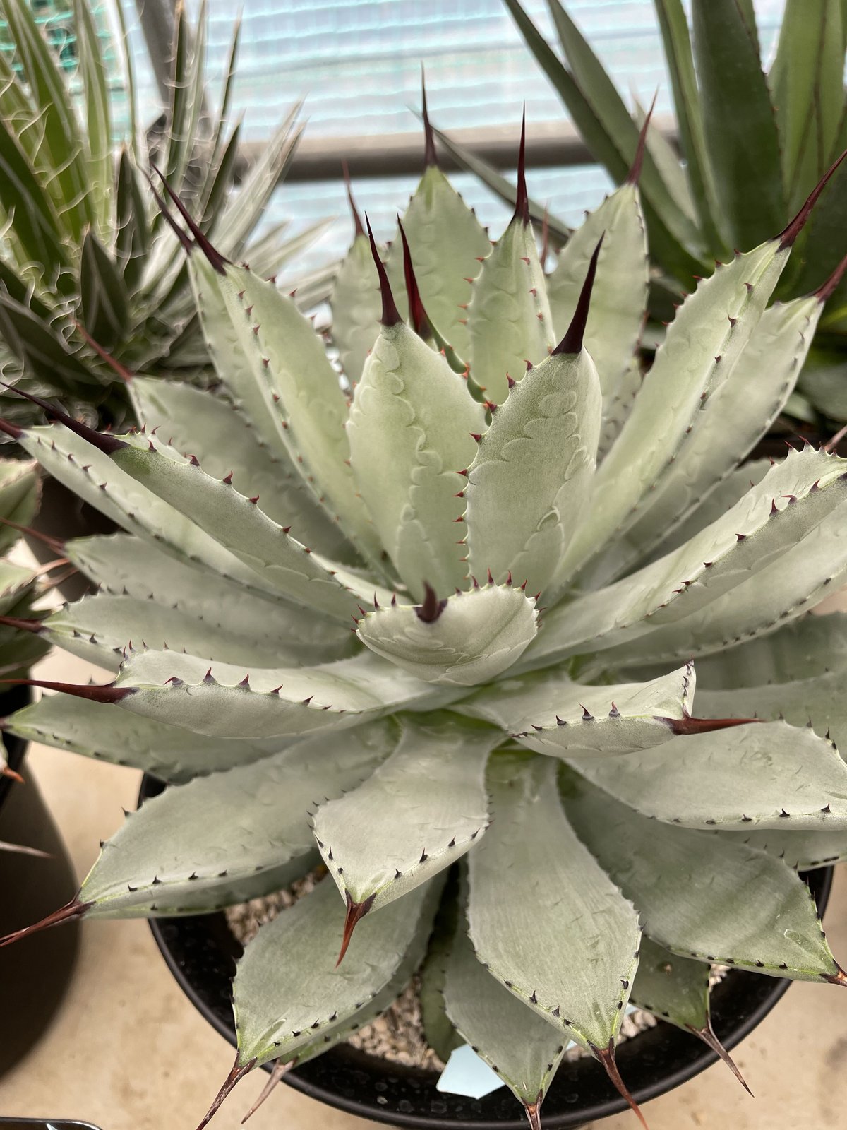 アガベ プルート 冥王 【公式通販】