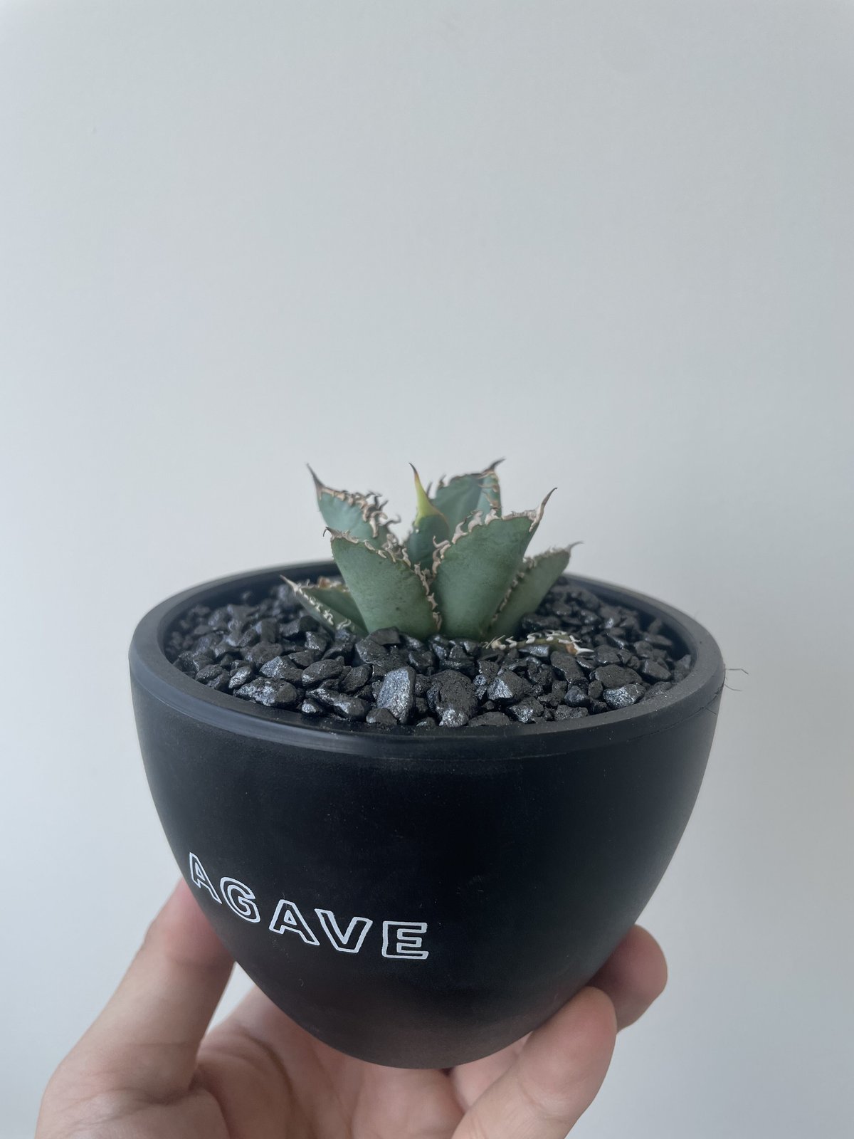 新着】Agave titanota NO NAME × AGAVE鉢【裏トゲが出やすい選抜品...