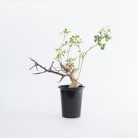 大株 灌木系 塊根植物 コミフォラ エイルCommiphora sp.Eyl fit=scale-down,w=1200
