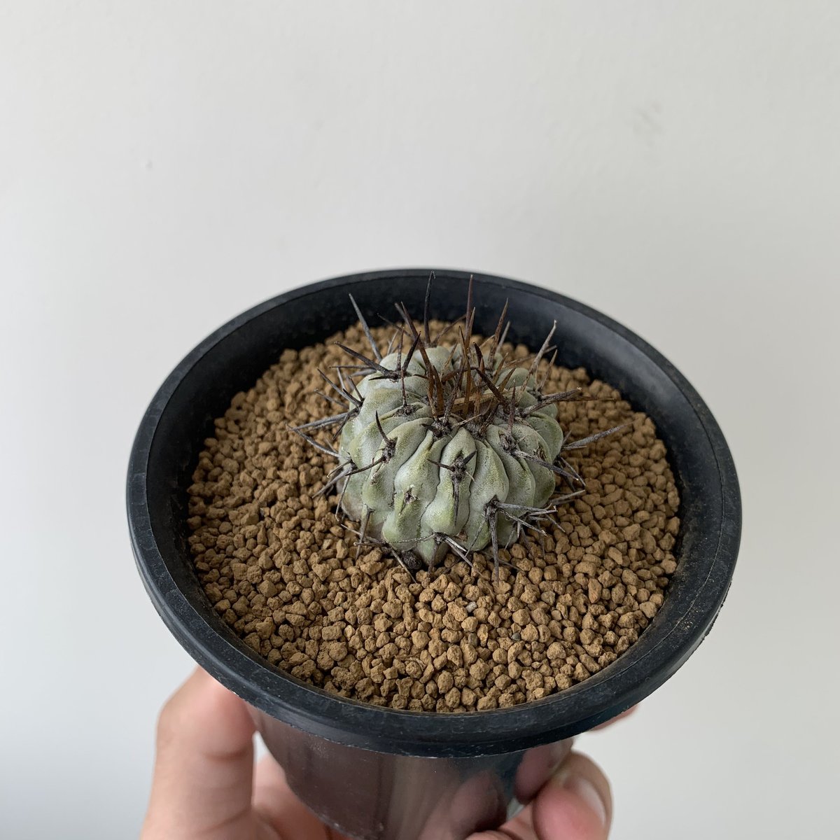 現地球 Copiapoa 大株 迫力 コピアポア ギガンティア 逆鱗丸