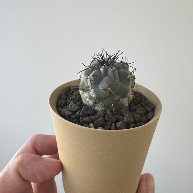 コピアポア シネレア黒王丸Copiapoa cinerea VALIEM 新着】Copiapoa cinerea × VALIEM GHOST【俺の黒王丸】コピアポア
