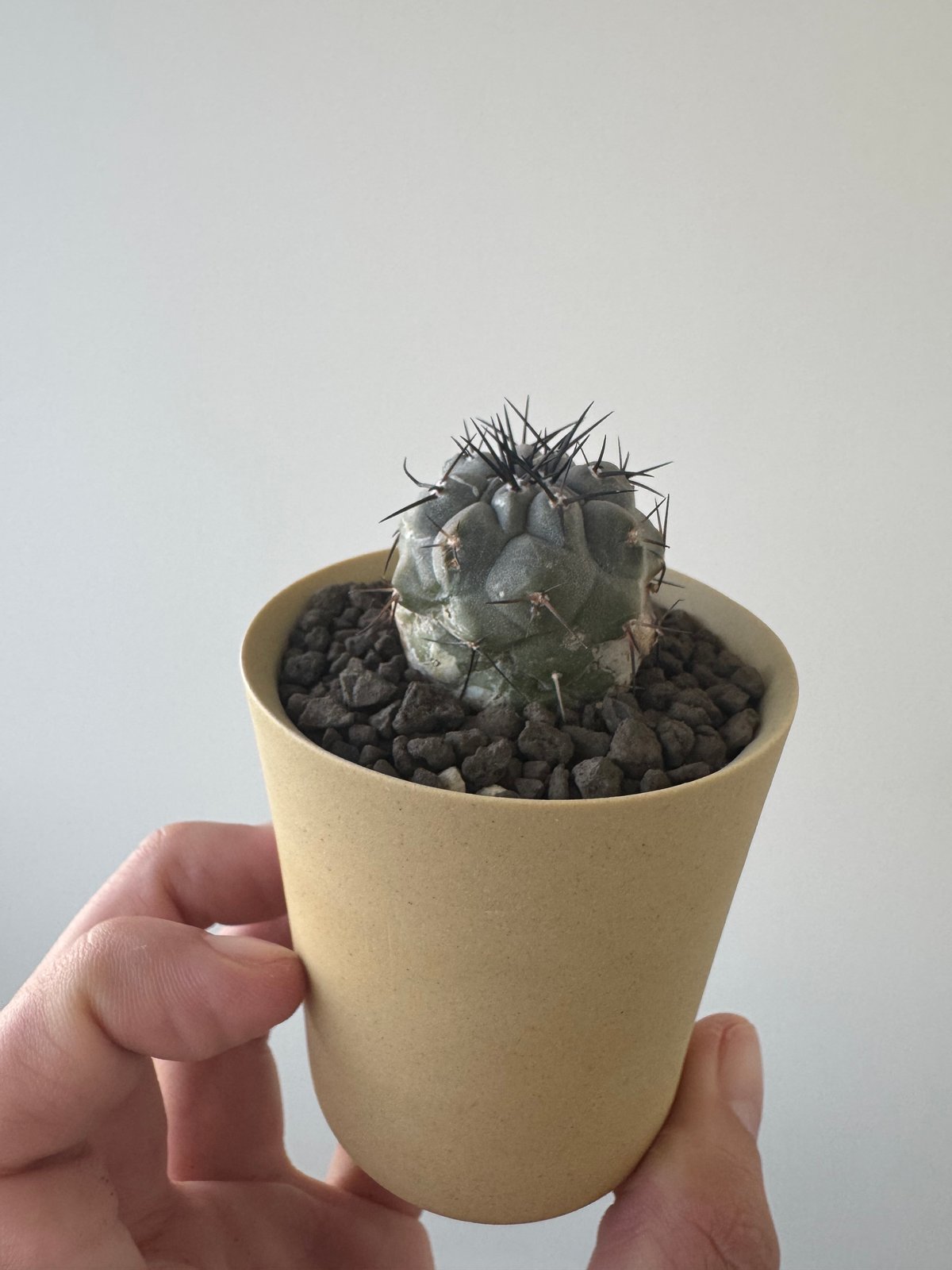 新着】Copiapoa cinerea × VALIEM GHOST【俺の黒王丸】コピアポア
