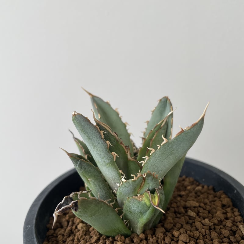 新着】Agave titanota Filigree 2【多頭になる品種の子株】アガベ チタ...