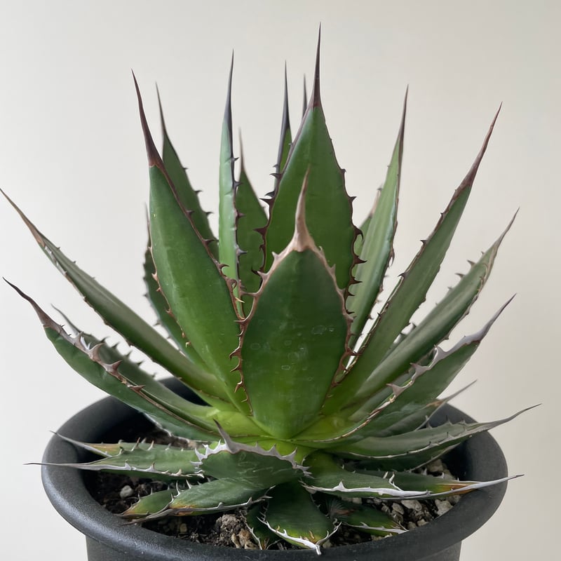 新着】Agave Horrida【国産の間違えなく美しい優良株】 アガベ ホリダ