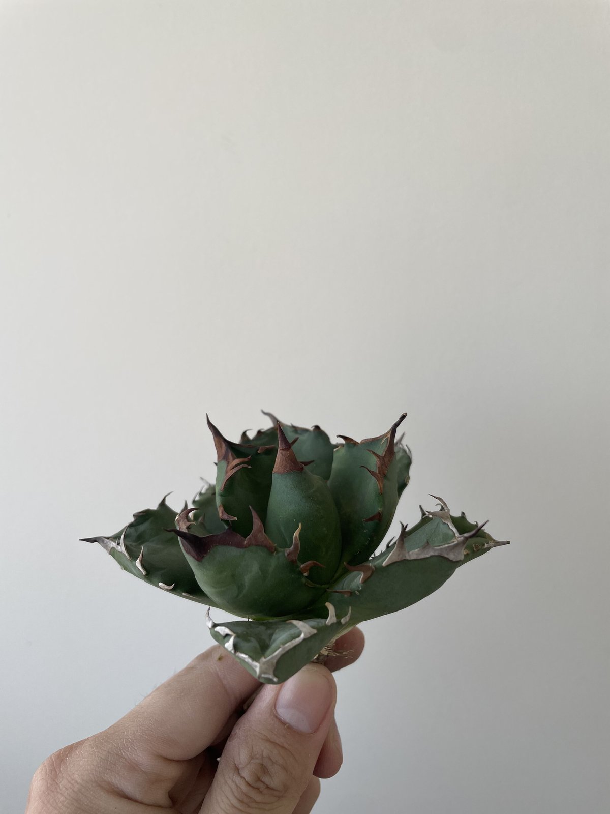 新着】Agave titanota 姫厳竜【コンパクトに仕上がる選抜株】アガベ ...