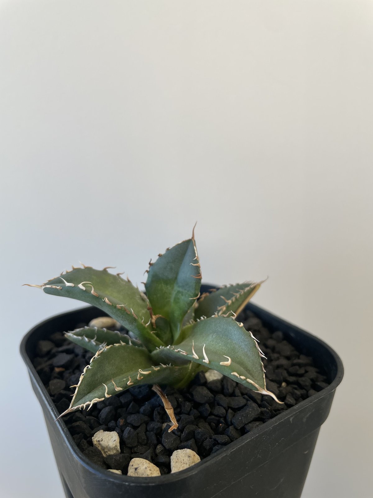 新着】Agave titanota 狼牙 Special clone 【日本産アガベの激レア...