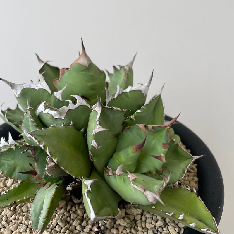新着】Agave titanota triple head【極上品の大株】 アガベ 新着】Agave titanota triple head【極上品の大株】 アガベ