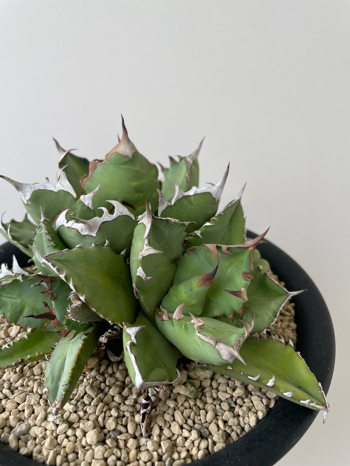 新着】Agave titanota triple head【極上品の大株】 アガベ 新着】Agave titanota triple head【極上品の大株】 アガベ