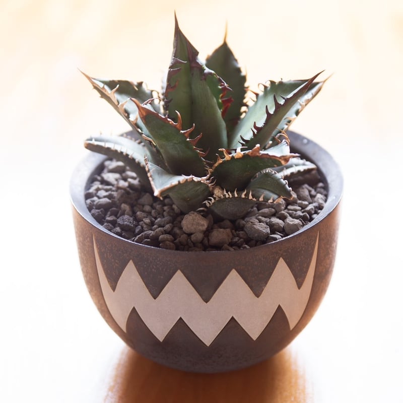 新着】Agave titanota Red Catweezle 1 × VALIEM ACT