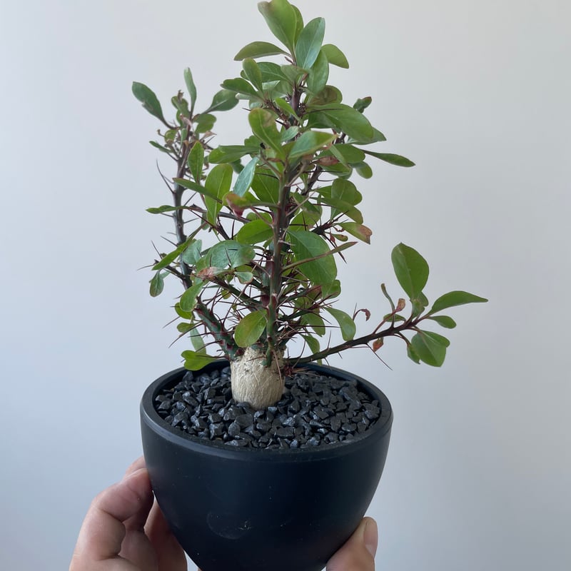【週末限定価格】【希少】フォークイエリア　ファシクラータ　実生 フォークイエリア ファシクラータ | STELLA.PLANTS