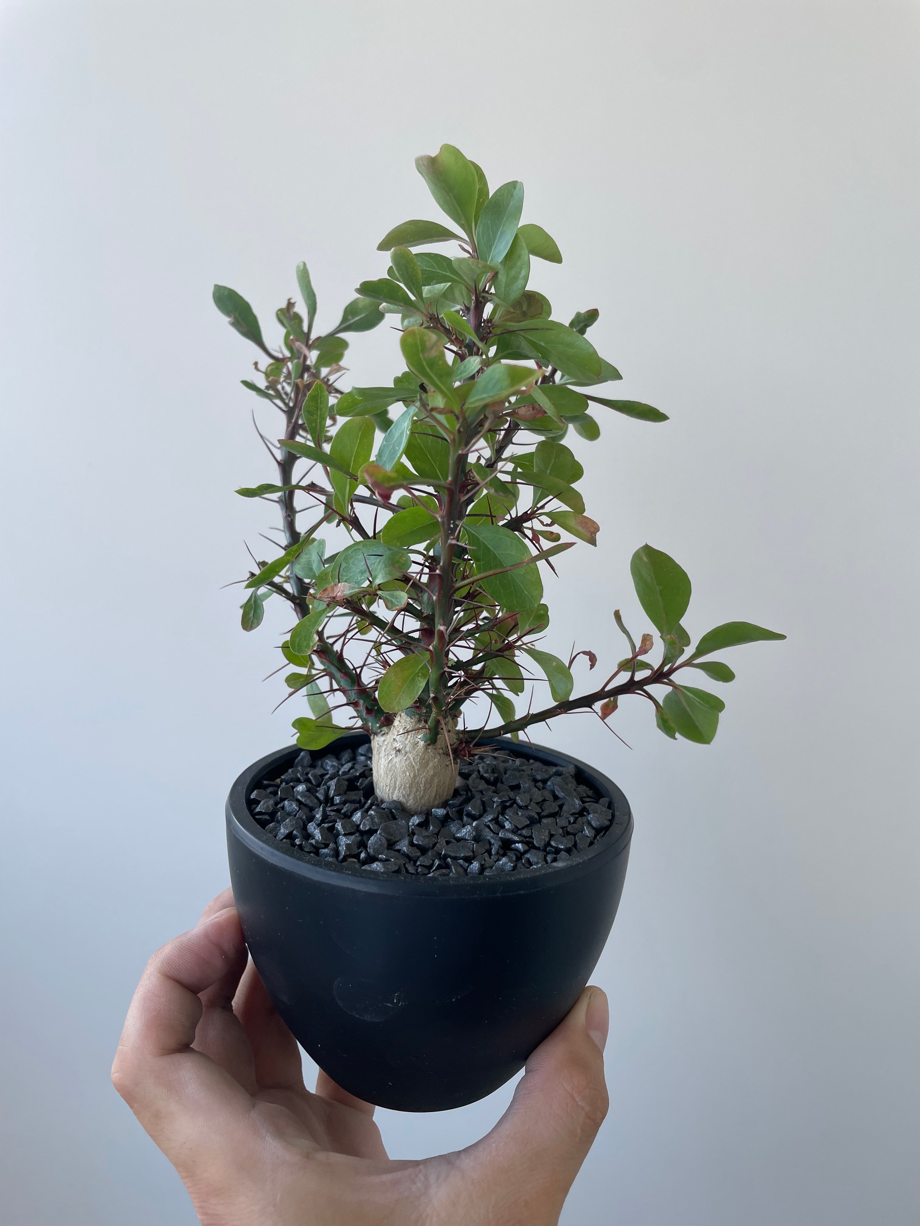 極上品】Fouquieria fasciculata【激レア塊根・ぷっくり選抜実生株