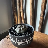 新着】Copiapoa cinerea × VALIEM GHOST【俺の黒王丸】コピアポア