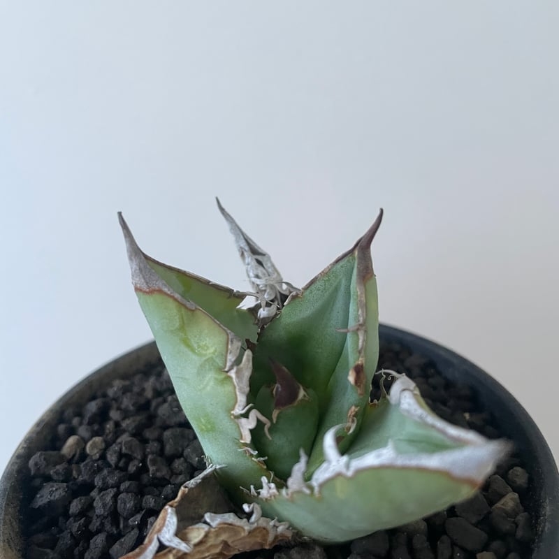 新着】Agave titanota【イカつすぎる選抜実生・タグ落ち株
