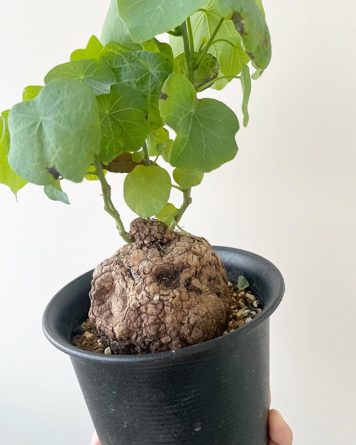ステファニア スベローサ　塊根植物 Stephania suberosa ステファニア スベローサ Stephania suberosa 植木鉢亀甲竜 多肉