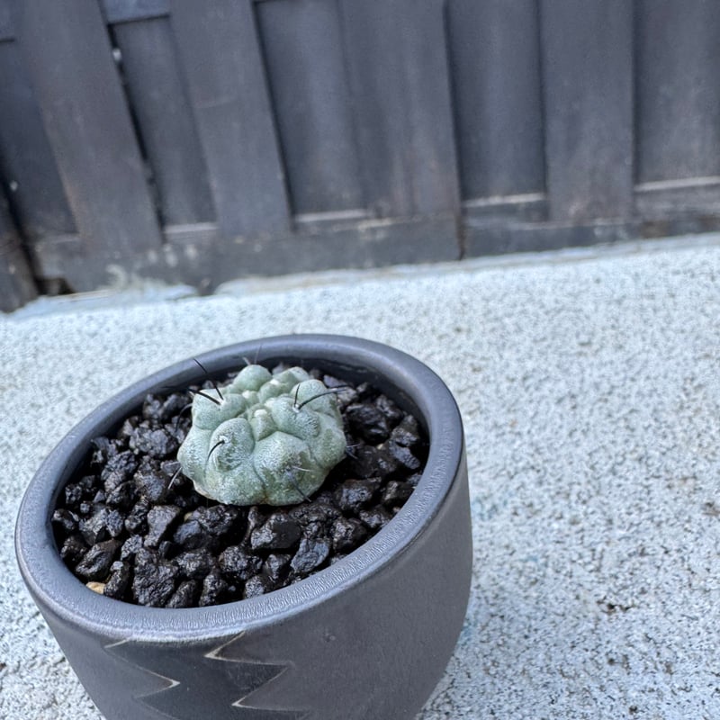 新着】Copiapoa dealbata × VALIEM BABY【俺の黒士冠】コピアポア