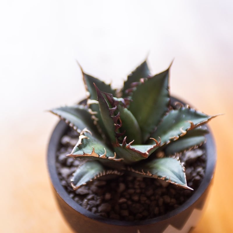 赤猫　親株　agave titanota Red Catweazle Agave titanota Red Catweazle 半年の成長比較🔥 やっぱり猫は伸び