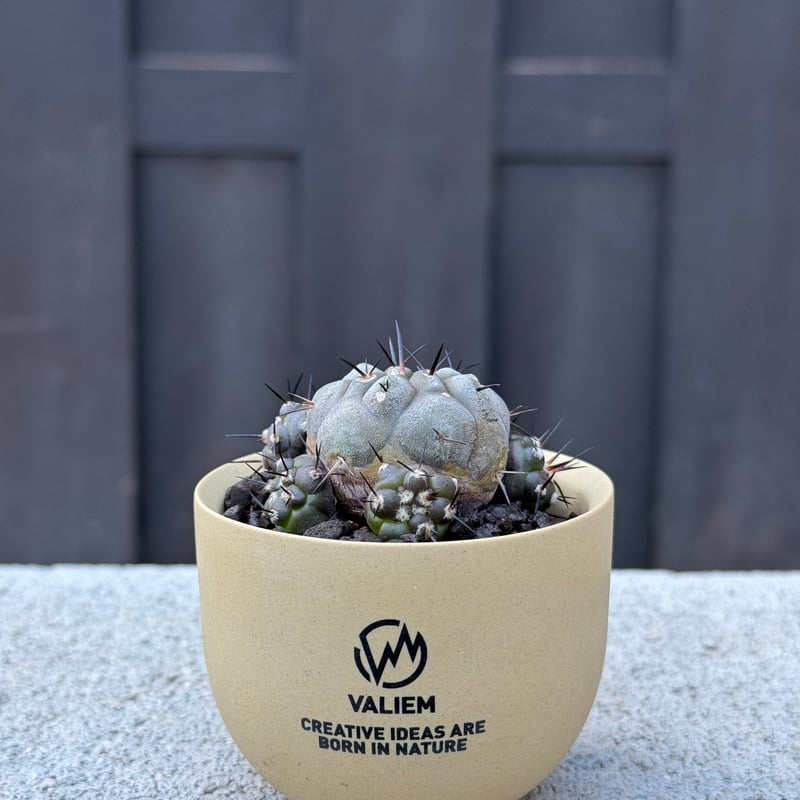 新着】Copiapoa cinerea × VALIEM GHOST【俺の黒王丸】コピアポア