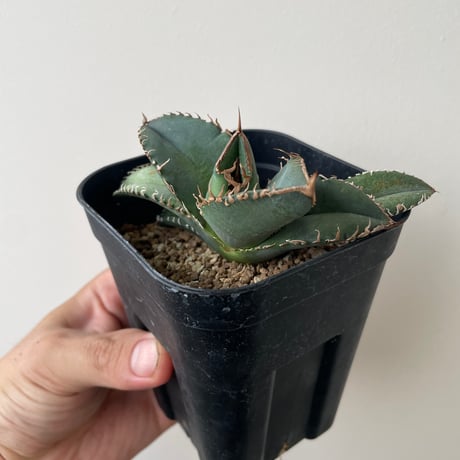 super titanota アガベ スーパーチタノタ 悪魔くん 子株2株付き